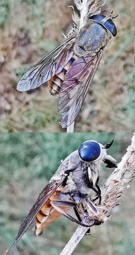 Réf. 334 585 : Tabanus autumnalis